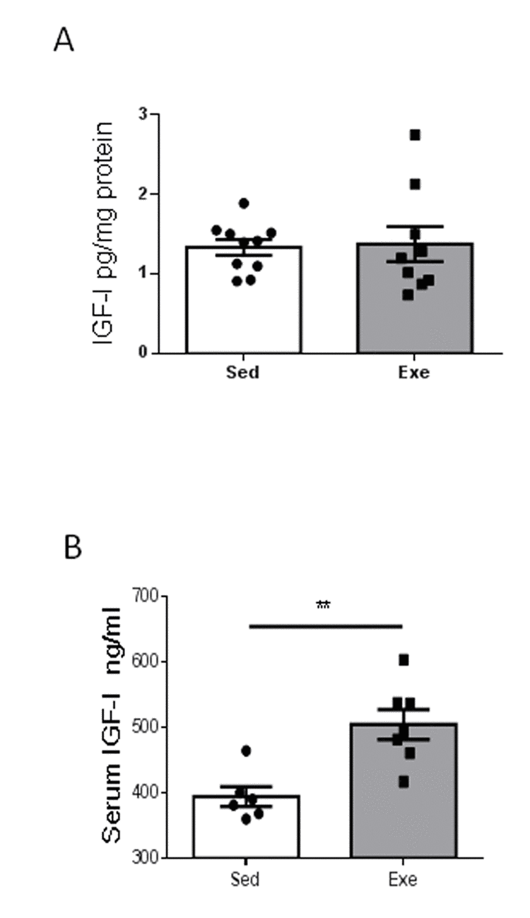 Effects of exercise on IGF-I in middle-aged females. (A) Hippocampal levels of IGF-I did not change after exercise in middle-aged female mice (n=9-10). (B) Serum IGF-I increased in middle-aged females after exercise (n= 6-7). **p