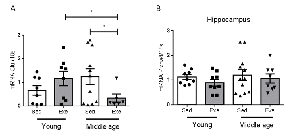 Effects of exercise on clusterin and its receptor in middle-aged females. (A) Hippocampal levels of clusterin (Clu) changed in an age-dependent manner in response to exercise (n=5-10, p(B) Hippocampal levels of the Clu receptor Plxna4 did not change with age, nor with exercise (n=7-12). *p