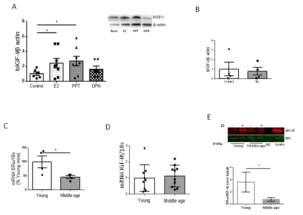 Interactions between E2 and IGF-I. (A) Uptake of biotinylated IGF-I (bIGF-I) by brain endothelial cells obtained from young female mice (2 months-old) is increased by estradiol (E2) acting through E2Rα. Note that only the ERα agonist PPT, but not the ERβ agonist DPN, mimics the actions of E2. Representative blots are shown at the right. β-actin was measured as a loading control (n=6). (B) Estradiol does not stimulate uptake of bIGF-I in brain endothelial cells obtained from middle-aged female mice (n= 4). (C) Levels of ERα mRNA were reduced in brain endothelia from middle-aged female mice (n=4). (D) Levels of IGF-IR mRNA remain unaltered in brain endothelia in middle-aged female mice compared to young mice (n=9-10). (E) Co-immunoprecipitation of ERα with IGF-IR showed a significantly decreased interaction in response to E2 in brain endothelial cells obtained from middle-aged female mice (n=4). Representative blot of an immunoprecipitation using anti-ERα is shown. NIS: non-immune serum. *p