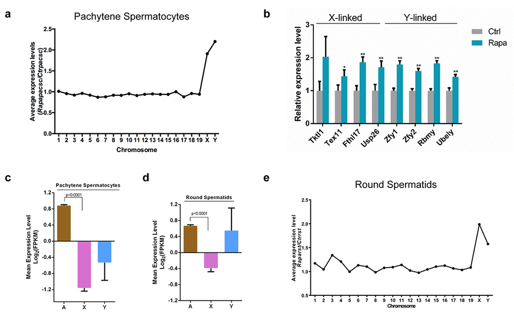Transcriptional upregulation of sex chromosome-linked genes in pachytene spermatocytes from rapamycin-treated mice. (a) Average expression levels (rapamycin versus control) from chromosomes. RNA-seq was performed on RNA from pachytene spermatocytes isolated from adult control (n=7) and rapamycin-treated (n=15) mice using the STA-PUT method. (b) Quantitative RT-PCR analysis of X and Y-linked genes in pooled samples of pachytene spermatocytes used in (a). Levels of Arbp mRNA were used as loading control. *Pc-d) Mean expression levels of autosomal (A), X-linked (X) and Y-linked (Y) genes in control pachytene spermatocytes (c) and round spermatids (d). (e) Average expression levels (rapamycin versus control) for each chromosome in round spermatids isolated from adult mice (control, n=7; rapamycin, n=15). *P