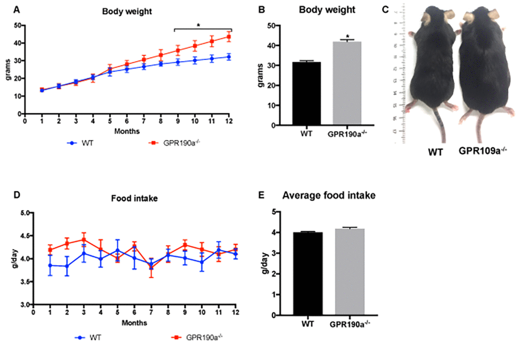 Loss of GPR109A induced significant weight gain without affecting food intake. (A) Body weight of WT and Gpr109a-/- mice was recorded weekly for a period of 12 months and (B) final body weight at the end of 12 months was calculated. (C) Visual appearance from a dorsal view of 12-month-old WT and Gpr109a-/- mouse shows significant differences in the body weight. (D) Food intake of WT and Gpr109a-/- mice was recorded weekly for a period of 12 months and (E) average food intake was calculated. Data are presented as mean ± S.E.M for (n=6). *p