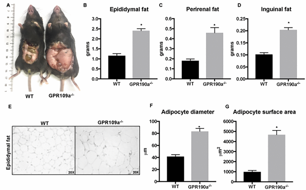 Age-associated adipocyte hypertrophy is a feature of Gpr109a-/- mice. (A-D) 12-month-old Gpr109a-/- mice had more visceral fat accumulation compared to age-matched WT mice. (E) Representative images (20X magnification) of hematoxylin and eosin-staining and (F-G) histo-morphometric evaluations performed using cross-sections of epididymal fat pads isolated from 12-month old WT and Gpr109a-/- mice. Data is represented as mean ± S.E.M for (n=4). *p