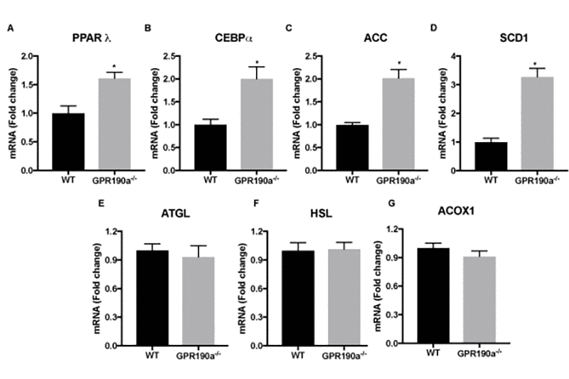 Age-associated fat accumulates in Gpr109a-/- mice via increased lipogenesis. (A-G) mRNA expression of genes regulating hepatocyte lipid metabolism was performed by qPCR assay. Data is represented as mean ± S.E.M for (n=4). *p