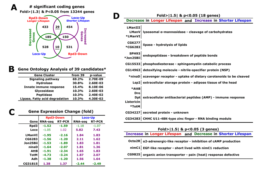 Longer lifespan induced by the change of Rpd3 and Loco results from the reduced catabolism. (A) The gene expression analyses (Rpd3-Down or Loco-Up/control). From RNA-seq experiments using 2-day-old male flies, the genes changed more than 1.3-fold were selected with p-value B) With the genes oppositely changed in the Rpd3-Down and Loco-Up (*: total 39 in A), the gene ontology was analyzed using a DAVID web tool (http://david.abcc.ncifcrf.gov/home.jsp). %: involved genes/total 39 genes; p-value: a modified Fisher Exact. (C) Expressional changes of selected genes in RNA-seq and real-time PCR analyses. The fold changes were averaged from 4 ~ 13 independent experiments using four different RNA batches. Bold change: p-value D) Functional analyses (http://flybase.org) of genes which were selected with more than 1.5-fold changes and p-value C).