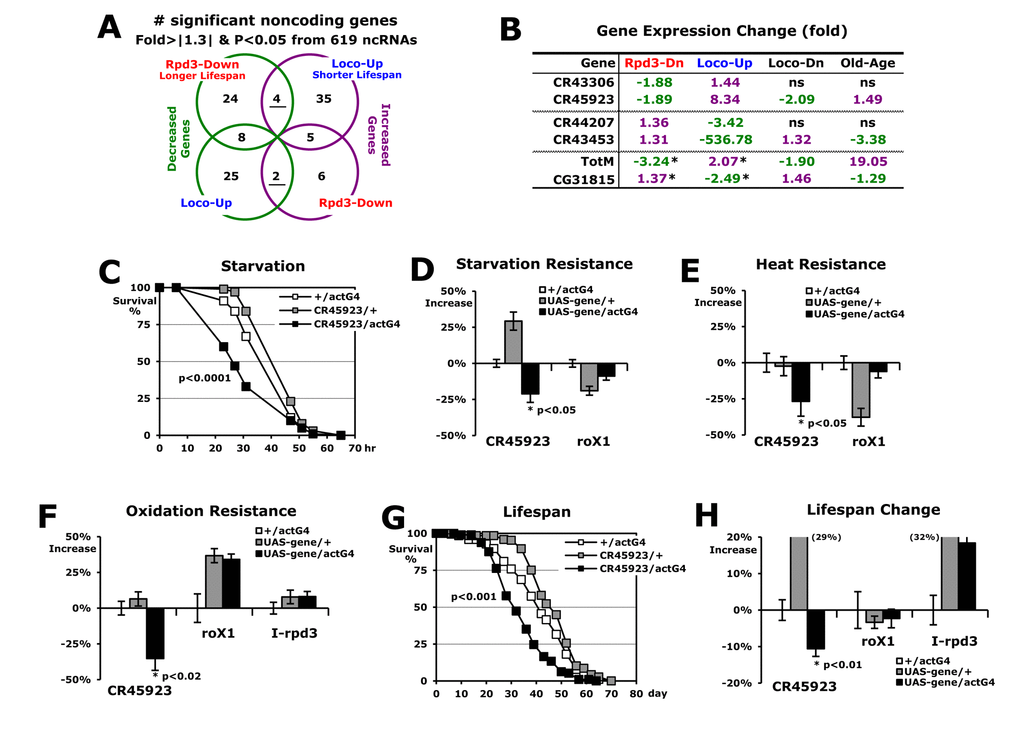 Noncoding RNAs related to the longevity of Rpd3 and Loco. (A) Expression analyses of the noncoding genes from RNA-seq experiments of Rpd3-Down or Loco-Up over the control. Among the genes with fold change > |1.3| and p-value B) Expressional fold changes of selected genes with real-time PCR analyses (p-value loco-/+ and wild-type (+/+); Old-Age: expression in the old flies (7 weeks) over young (1 week) flies between wild-type males; ns: non-specific change; *: expression changes of coding genes tested in Figure 2D. (C) The survival curve for starvation stress using 2-day-old male flies. P-value: log-rank test between the control (+/actG4) and CR45923/actG4 flies. (D-F) Stress resistance changes against starvation (D), heat (E), and oxidation (F). The percentages of median survival times changed from the +/actG4 flies (0%) are represented as average ± SEM followed by calculation of the median from several stress survival curves. P-value (*): Student’s t-test; I-rpd3: inverted sequence of rpd3. (G) The lifespan of adult male CR45923/actG4 flies with the controls (+/actG4 and CR45923/+). (H) Percent changes of mean lifespan are indicated as average ± SEM normalized by the +/actG4’s mean lifespan (39.3 ~ 42.8 days), which were calculated from several lifespan curves (G) of 3 ~ 5 independent experiments and were also tested with another driver tublin-Gal4. Parentheses: changed percentage out of data range in the graph.