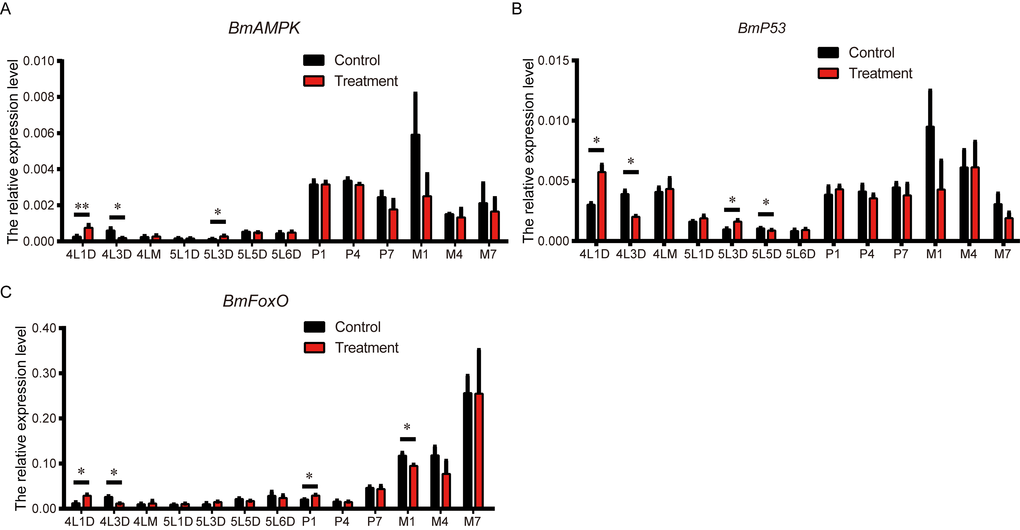 Effects of metformin on the expression of BmAMPK, Bmp53 and BmFoxO. Expression levels of BmAMPK, Bmp53 and BmFoxO at the indicated developmental stages in silkworms administered metformin (Treatment) or deionized water (Control) determined using real-time PCR. Bars depict the mean + SEM, n=9. *P 