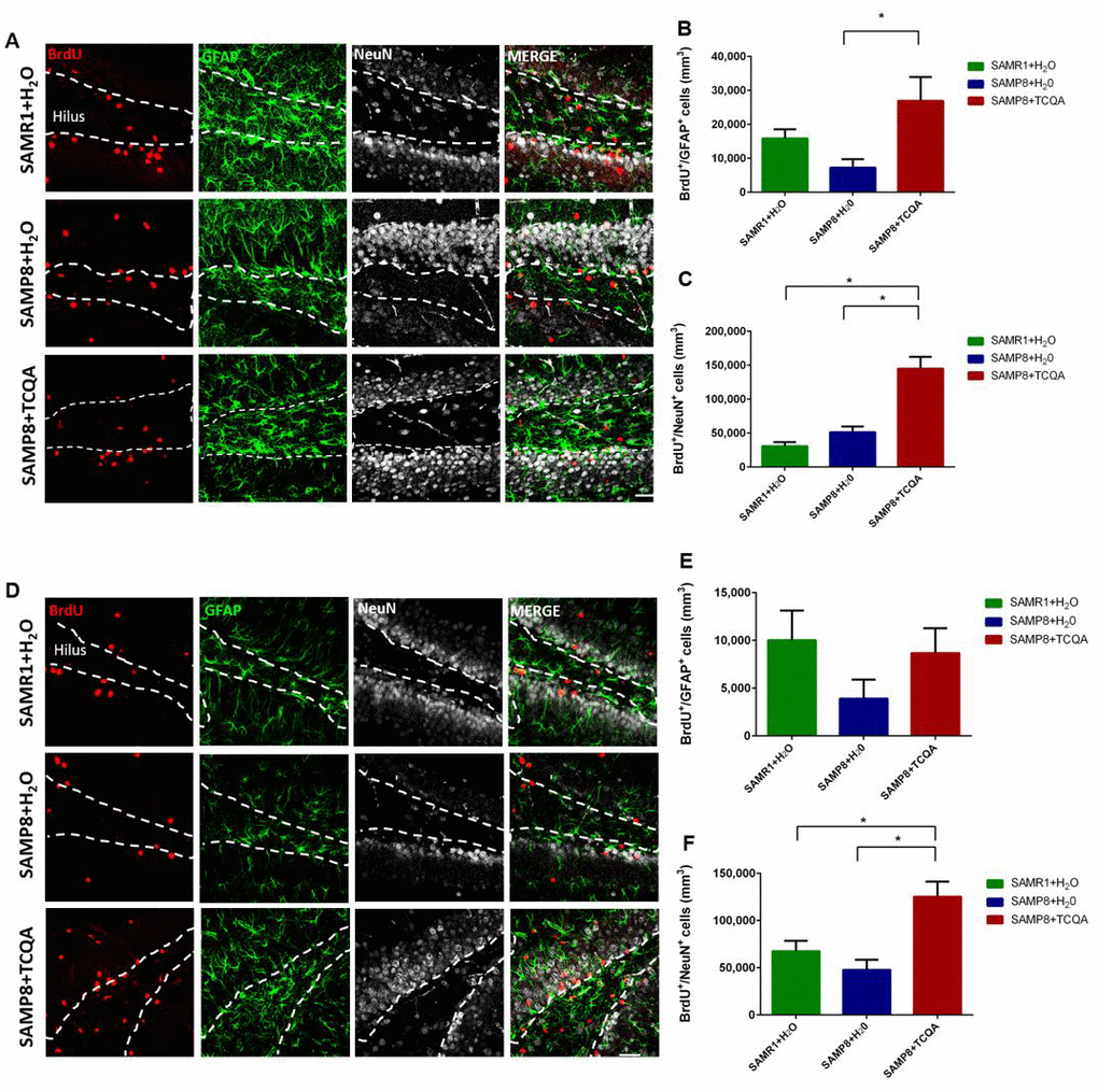 Effect of oral administration of 3,4,5-triCaffeoylquinic acid (TCQA) on anterior (A–C) and posterior (D–F) DG stem cell activation and neurogenesis