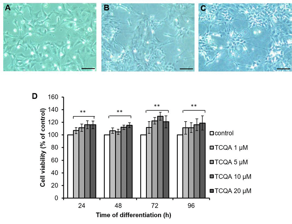 The effect of 3,4,5-triCaffeoylquinic acid (TCQA) on cell viability of human neural stem cells (hNSCs)