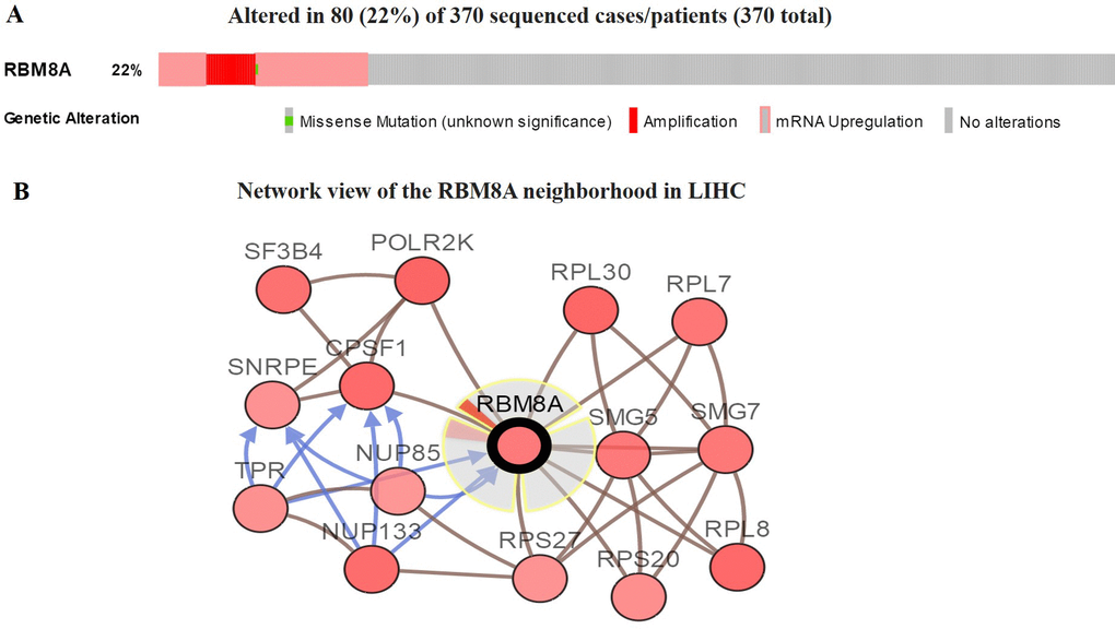 Visual summary of RBM8A alterations and biological interaction network in hepatocellular carcinoma (cBioPortal)