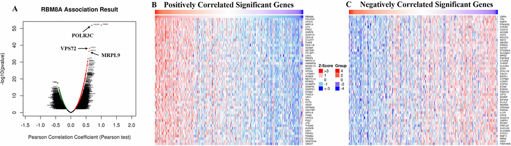 Genes differentially expressed in correlation with RBM8A in hepatocellular carcinoma (LinkedOmics)