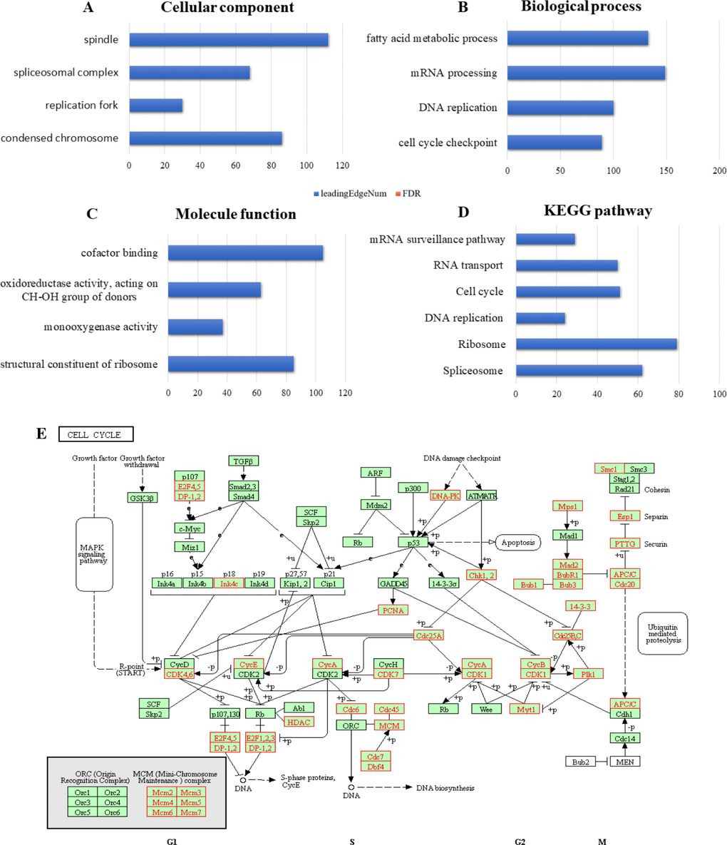 Significantly enriched GO annotations and KEGG pathways of RBM8A in hepatocellular carcinoma
