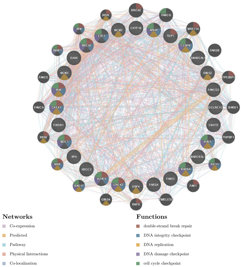 Protein-protein interaction network of ATR kinase-target networks (GeneMANIA)