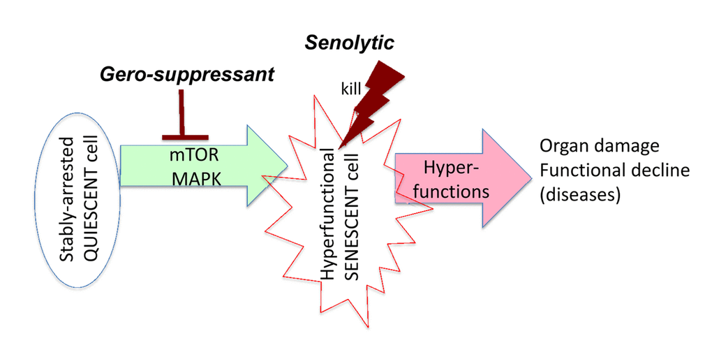 Target of senolytics in the aging quasi-program. In post-mitotic quiescent cells in an organism, growth-promoting effectors such as mTOR drive conversion to senescence. Hyperfunctional senescent cells activate other cells (including cells in distant organs), rendering them also hyperfunctional, which eventually leads to organ damage. This process manifests as functional decline, a terminal event secondary to initial hyperfunction. Senolytics such as ABT263 or 737 kill hyperfunctional senescent cells, preventing damage to organs. Gerosuppressants such as rapamycin suppress geroconversion and may decrease hyperfunction of already senescent cells, thereby slowing disease progression (not shown here in scheme).