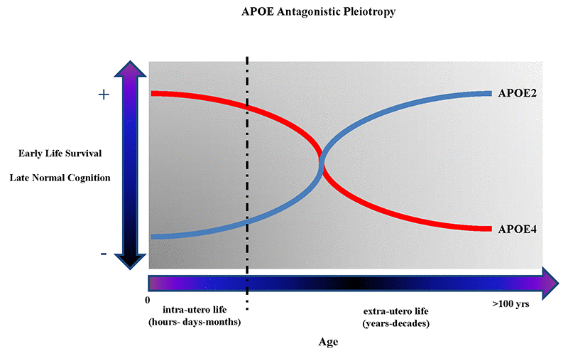 The figure shows the theoretical antagonistic pleotropic (AP) effect of APOE gene across the entire human lifespan. The increased probability of early survival and normal cognition later in life are alternatively correlated with the presence of APOE4 and APOE2 allele. However, other genes and environmental factors through their mutual interactions from the in-utero life until centenarian age can probably potentiate the beneficial or detrimental effects on the onset and manifestations of brain diseases and, respectively, reduce or potentiate the genetic predisposition toward more negative or positive clinical outcomes during different periods of life.