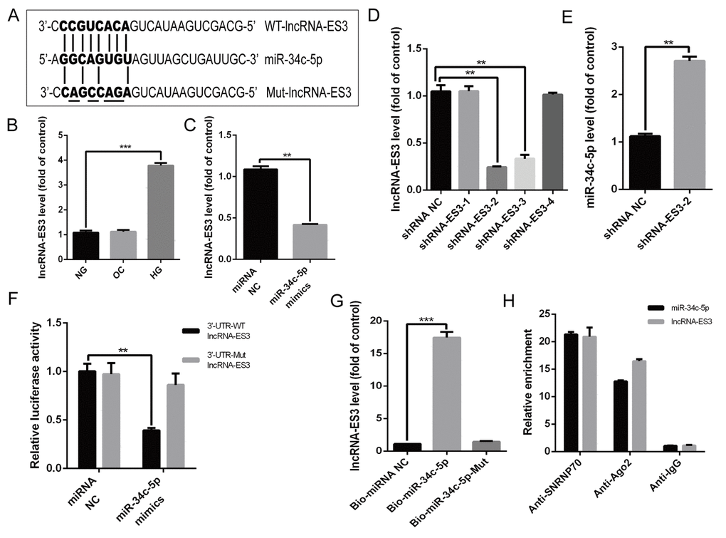 lncRNA-ES3 suppressed miR-34c-5p expression by direct interaction