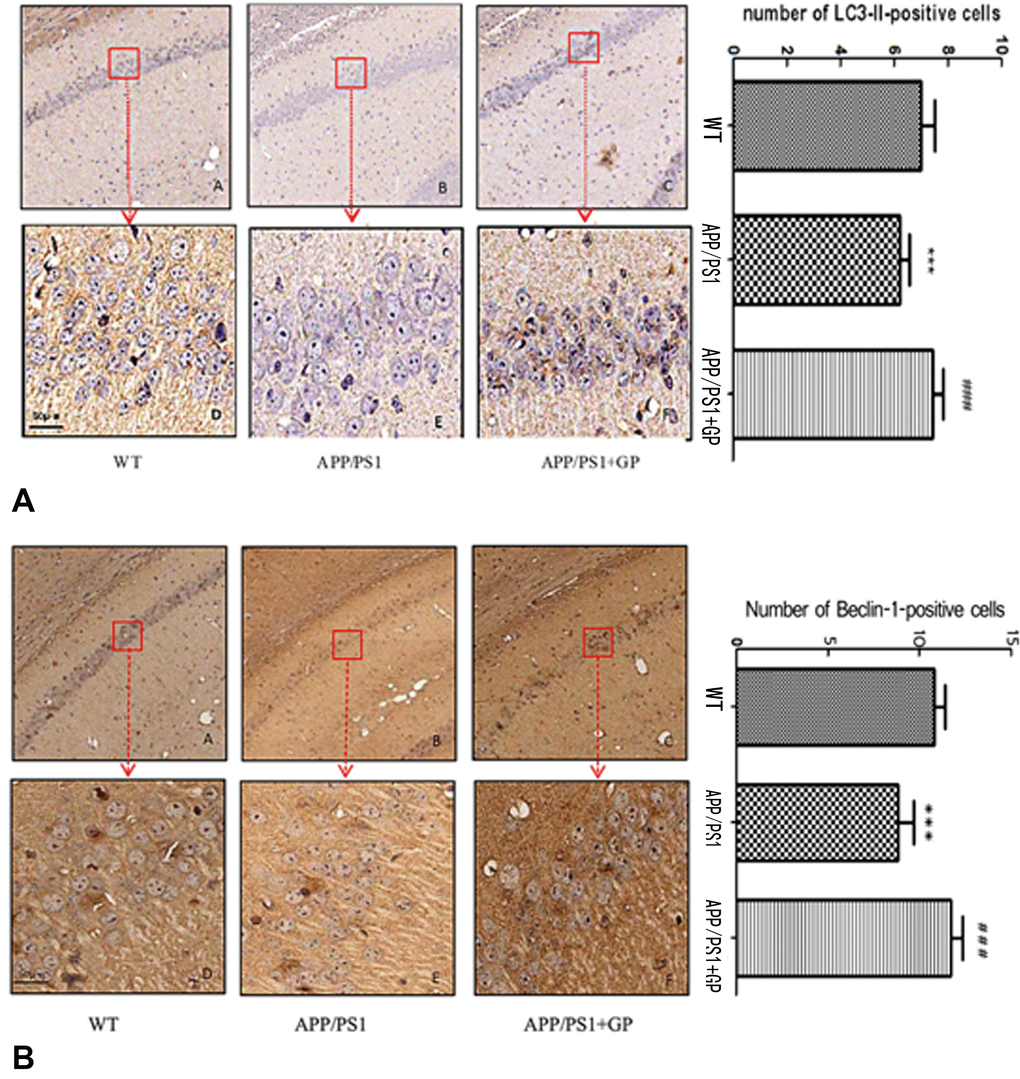 Geniposide upregulates the expression of autophagy markers in the hippocampi of APP/PS1 mice