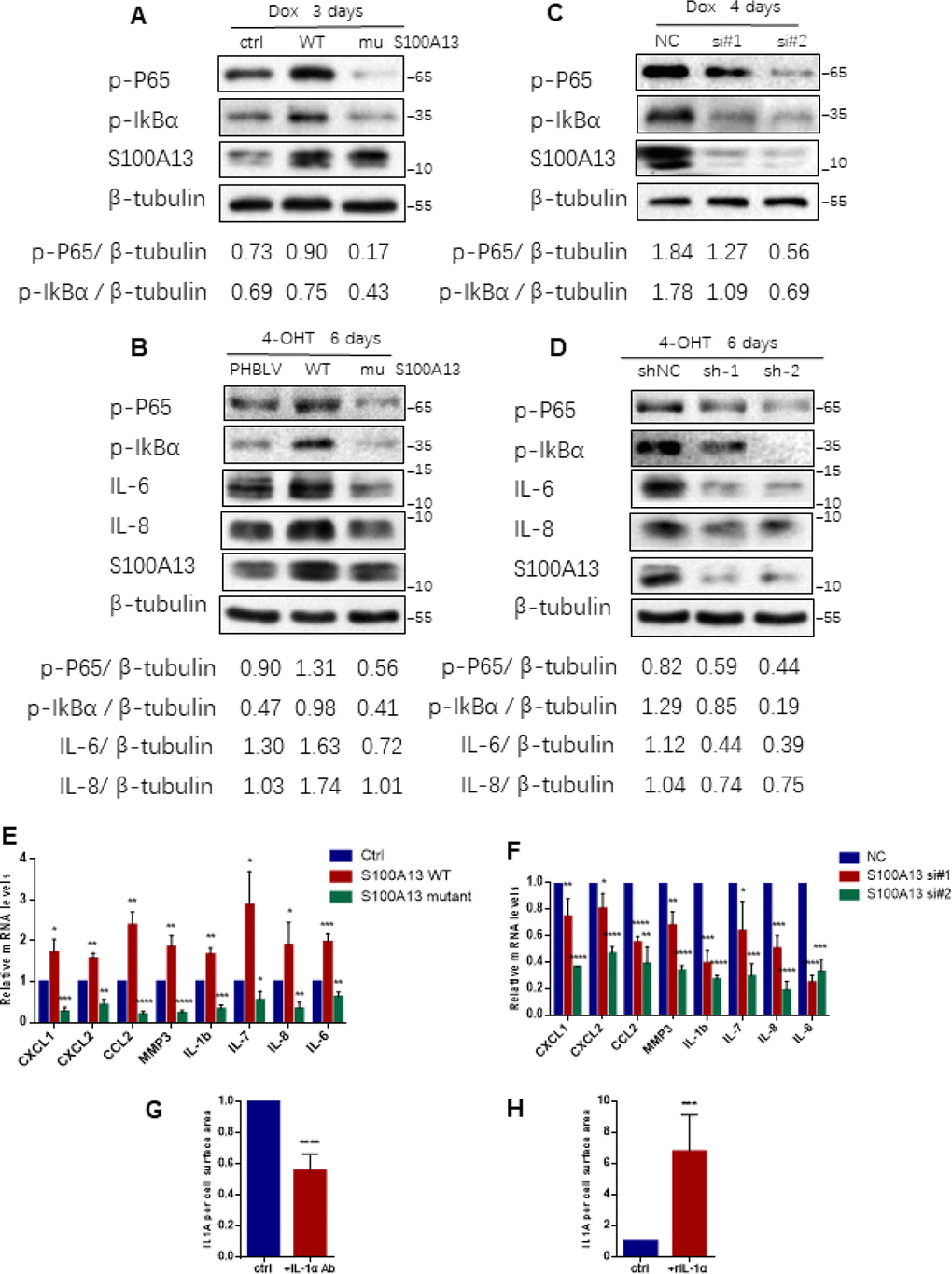 S100A13 modulates NF-κB activity and SASP expression during cell senescence