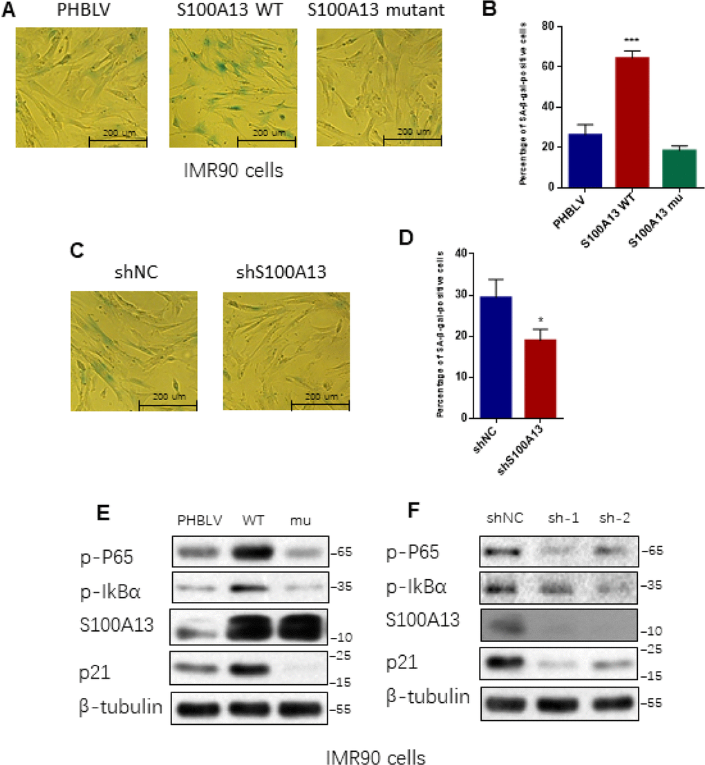 S100A13 overexpression promotes, whereas S100A13 knockdown delays replicative cellular senescence in IMR90 cells