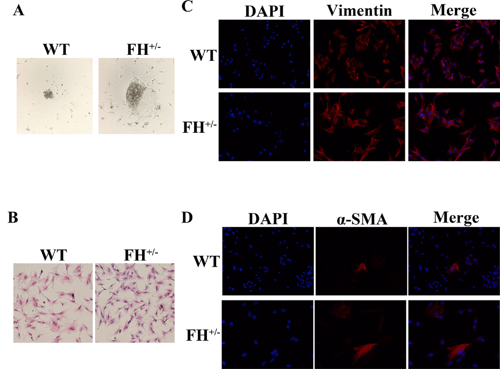 Characterization of rat fibroblast cultures
