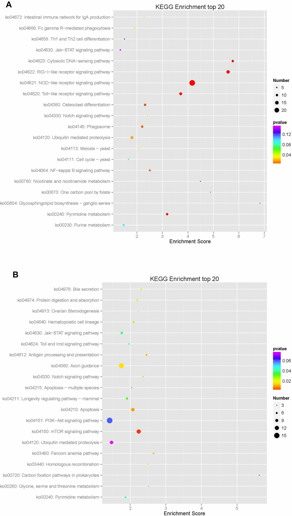 Enrichment analysis of KEGG pathways in differentially expressed mRNA in macaque mononuclear cells from the juvenile and old age groups