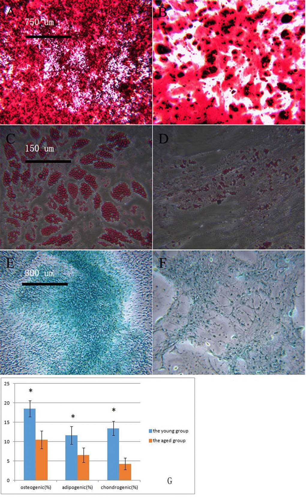 Macaque BMSCs differentiated into multiple cells