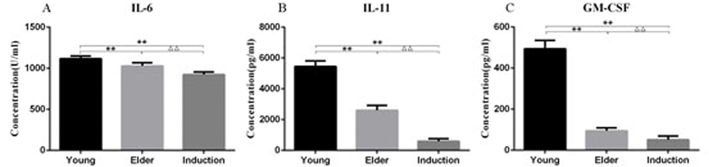 Cytokine levels in the culture supernatant of the young, aged and induced aged macaque BMSCs