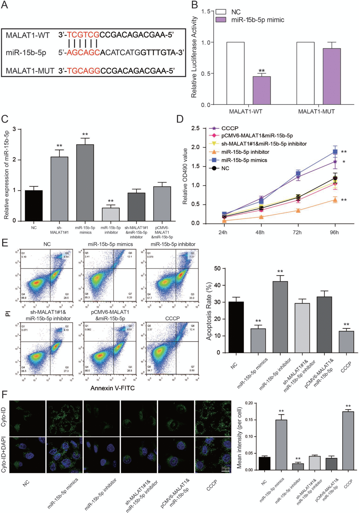 MALAT1/miR-15b-5p/MAPK1 mediates endothelial progenitor cells autophagy ...