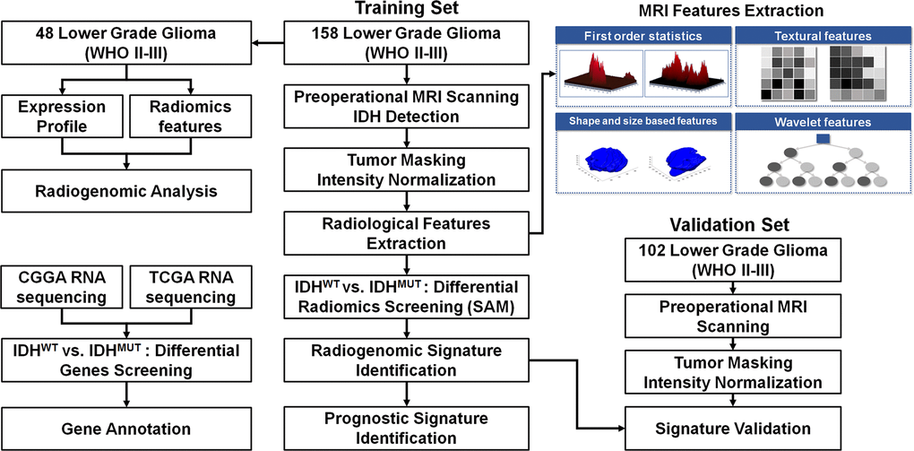 The workflow of the radiogenomic analysis for the identification and validation of the IDH mutation-specific radiomic signature in lower grade gliomas.