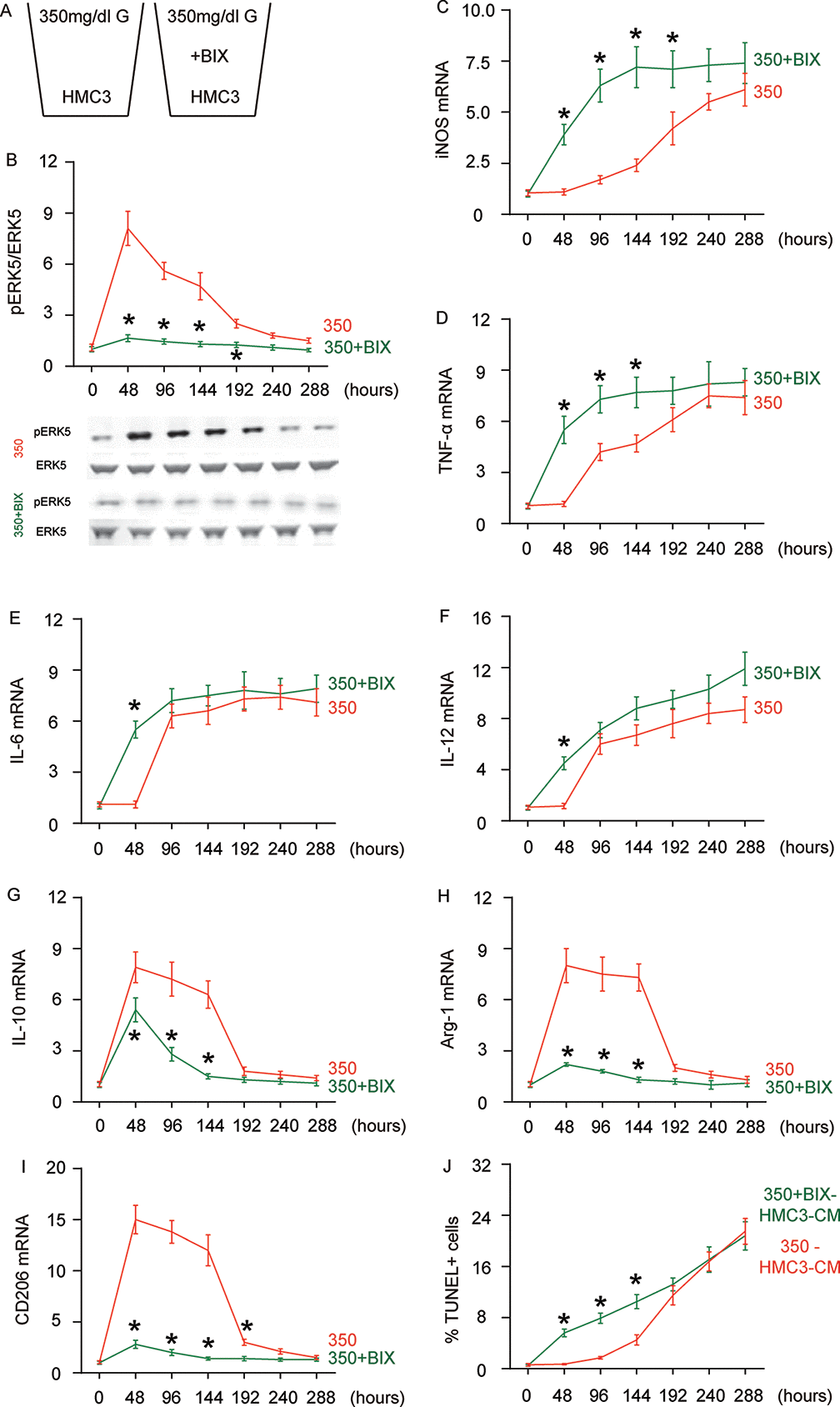 Suppressing ERK5 activation prevents HG-induced M2a polarization of microglia and induces earlier polarization of M2b-like followed by M1-like microglia. (A) BIX021895 (BIX) was applied to the HG-cultured microglia. (B) Western blot for pERK5, compared to the total ERK5 levels in HG- cultured microglia at different time courses, with or without BIX. (C–I) RT-qPCR for iNOS (C), TNF-α (D), IL-6 (E), IL-12 (F), IL-10 (G), Arg-1 (H) and CD206 (I) mRNA levels in HG- cultured microglia at different time points. (J) TUNEL assay on HCN-2 cells. N=5. *p