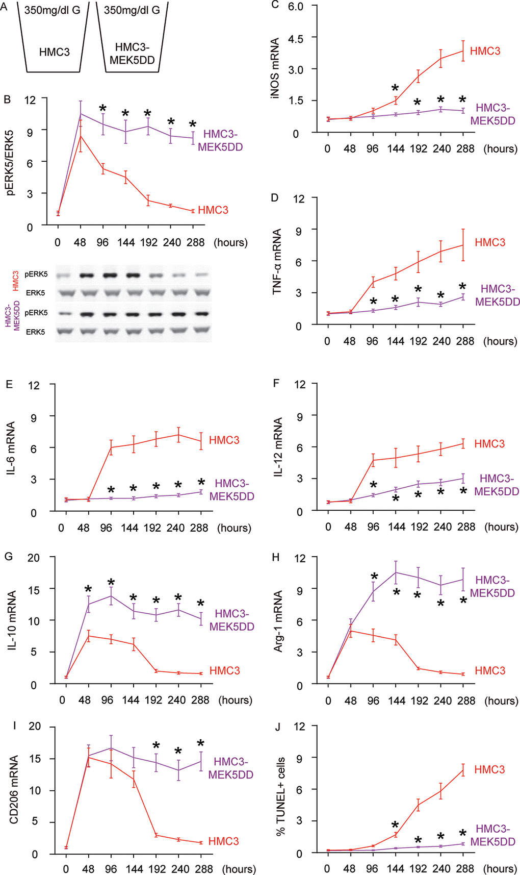 Sustained ERK5 activation maintains HG-induced M2a polarization of microglia. (A) HG-culturing of MEK5DD-transfected and control microglia. (B) Western blot for pERK5, compared to the total ERK5 levels in HG- cultured, MEK5DD-transfected and control microglia at different time courses. (C–I) RT-qPCR for iNOS (C), TNF-α (D), IL-6 (E), IL-12 (F), IL-10 (G), Arg-1 (H) and CD206 (I) mRNA levels in HG- cultured, MEK5DD-transfected and control microglia at different time points. (J) TUNEL assay on HCN-2 cells. N=5. *p