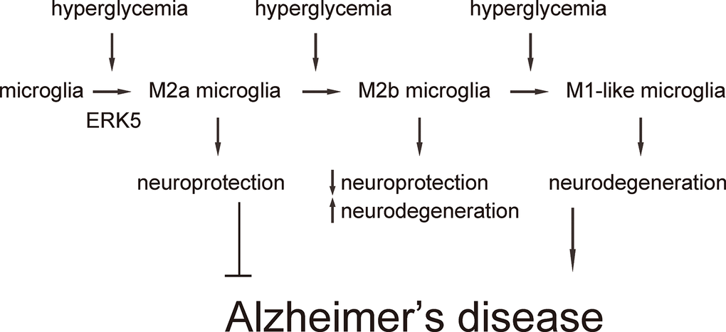 Schematic of the model. Our findings are summarized in a schematic, showing that chronic hyperglycemia may induce a gradual alteration of microglia polarization into an increasingly subtype, which could be suppressed by sustained activation of ERK5 signaling.