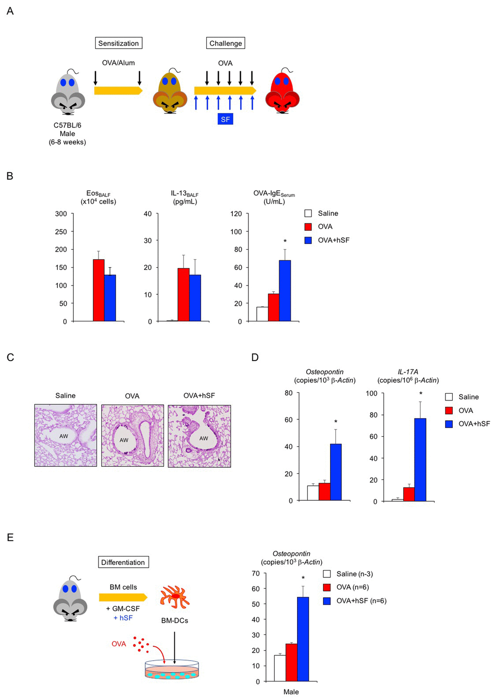 Human seminal fluid does not improve pathological changes in asthmatic male mice. (A) Schematic representation of experimental design for human seminal fluid (hSF) exposure. Young adult male mice sensitized with ovalbumin (OVA) were given hSF intraperitoneally 30 min before OVA challenge. (B) Changes in Th2-cell-driven allergic responses in asthmatic male mice exposed to hSF. White box: control group (n = 3); colored boxes: asthma groups (n = 5–7). Data are presented as means ± SEM. *P C) Representative images of PAS staining of lungs of asthmatic male mice exposed to hSF. AW: airway. (D) Transcriptional induction of osteopontin and IL-17A in lungs of asthmatic male mice exposed to hSF. White box: control group (n = 3); colored boxes: asthma groups (n = 5 - 7). Data are presented as means ± SEM. *P E) Transcriptional induction of osteopontin by hSF in antigen-stimulated BM-DCs of 2-month-old male mice. White box: control group (n = 3); colored boxes: OVA-stimulated groups (n = 6 each). Data are presented as means ± SEM. *P 