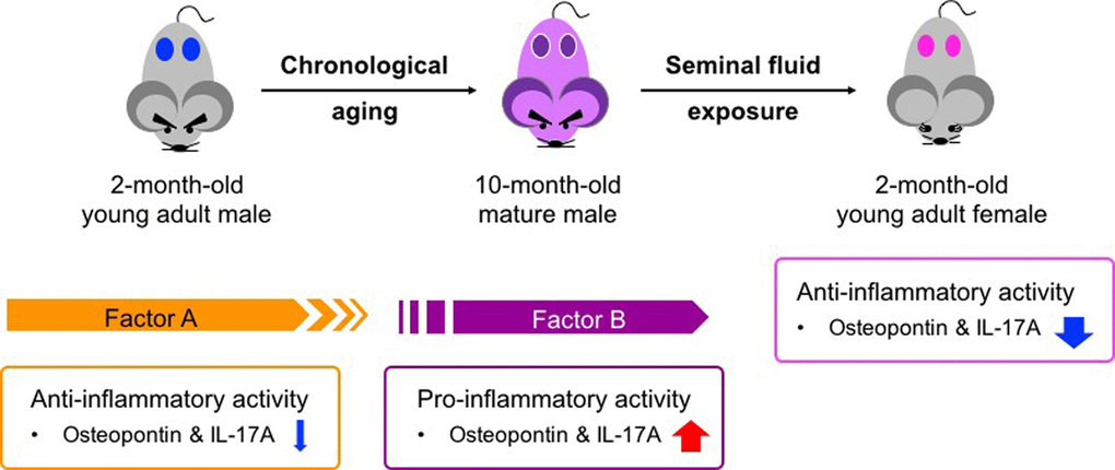 Age-related functional alteration of seminal fluid in pathogenesis of adult asthma. Factor A in young adult males exerts anti-inflammatory activity and may contribute to a low basal immune response compared with that in young adult females (Figure 1C and Figure 3B–D). In contrast, Factor B presents in sexually mature males and seems to exert pro-inflammatory activity (Figure 3D and Figure 4D). Both Factors A and B exhibit anti-inflammatory functions in young adult asthmatic female mice (Figure 1C). The presence of these two factors is likely associated with the gender bias and age-related progression of adult asthma.