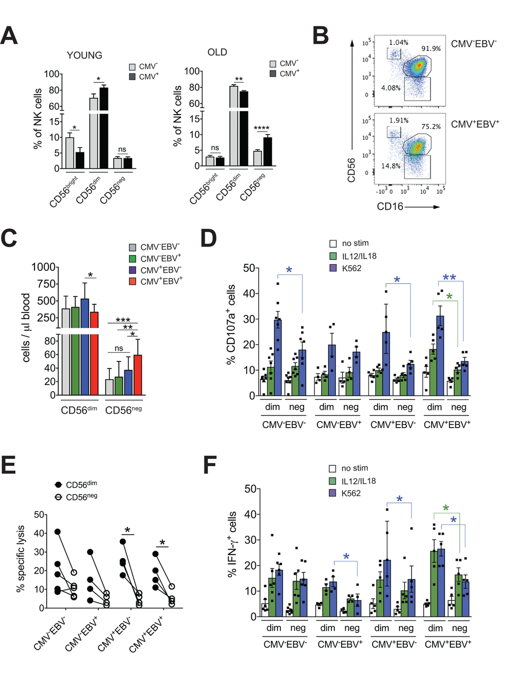 CD56neg NK cells with impaired effector function expand in CMV and EBV co-infected individuals >60 years of age. (A) Frequencies of CD56bright, CD56dim and CD56neg NK cells in YOUNG (– (gray bars, n=10/10) and CMV+ (black bars, n=10/10) individuals compared to OLD (>60 years) CMV- (gray bars, n=20/21) and CMV+ (black bars, n=17/20) donors analyzed as in Supplementary Figure S1A. (B) Representative FACS dot plots from a CMV–EBV– and a CMV+EBV+ donor are shown. Numbers indicate the percentage of cells within total NK cells in peripheral blood. (C) Absolute cell numbers for CD56dim and CD56neg NK cells – as determined by FACS analysis in total PBMCs– are shown in a cohort of HDs >60 years of age stratified as CMV–EBV– (n=11/11), CMV–EBV+ (n=10/24), CMV+EBV– (n=6/6), and CMV+EBV+ (n=12/14). (D-F) FACS-sorted CD56dim and CD56neg NK cells from CMV–EBV– (n=7), CMV–EBV+ (n=4), CMV+EBV- (n=4) and CMV+EBV+ (n=5) donors were either left un-stimulated (empty bars), stimulated with IL-12 / IL-18 (green bars) or K562 target cells (blue bars) and (D) CD107a expression (E) target cell lysis and (F) IFN-γ production were assessed after 6 hours of (co-)culture. Parametric data were compared by Student’s t-test and are shown as mean ± SEM, non-parametric data by Mann-Whitney test and are shown as median ± IQR, respectively. * p≤0.05, ** p≤0.005, *** p≤0.005.