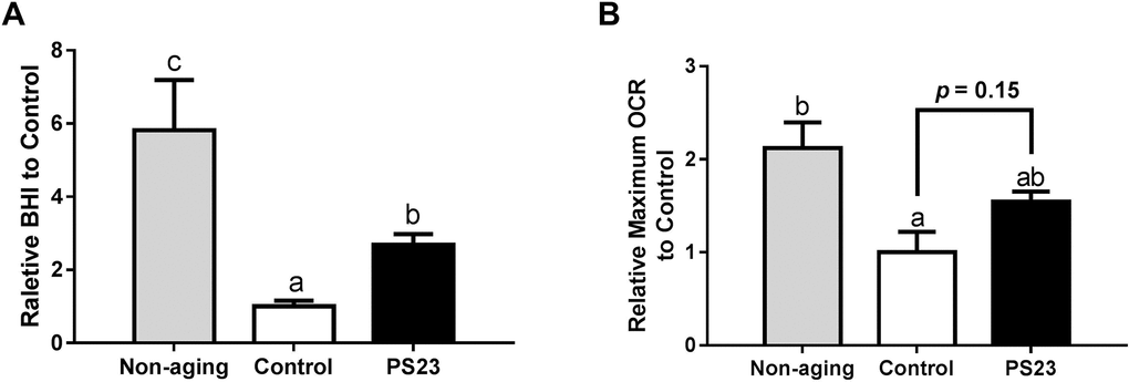 The oxygen consumption rate of muscle in SAMP8 mice. (A) Relative BHI; (B) Relative maximum OCR. Different superscript letters (a, b, c) differ significantly at p 