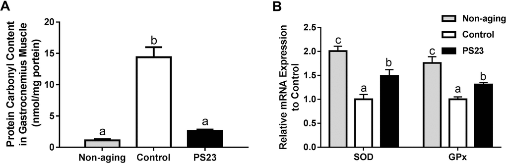 Protein carbonyl content (A) and mRNA expressions of anti-oxidant enzymes (B) in muscle. Different superscript letters (a, b, c) differ significantly at p 
