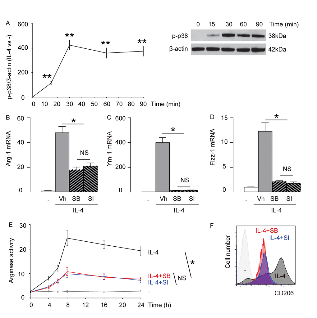 p38MAPK/SGK1 signaling is required for IL-4-induced M2 macrophage polarization. (A) The levels of phosphorylation of p38 (p-p38), an active form of p38, were examined in macrophages with time after exposure to IL-4 by Western blotting. (B-F) Bone marrow derived macrophages were pretreated with vehicle (Vh; DMSO), or a specific inhibitor of p38MAPK, SB203580 (SB), or a specific inhibitor of SGK1, SI113 (SI), previous to IL-4 stimulation. (B-D) mRNA levels of Arg-1 (B), Ym-1 (C) and Fizz-1 (D) by RT-qPCR. (E) Arginase assay. (F) Flow cytometry for CD206 in Vh, SB or SI-treated macrophages that were exposed to IL-4. **p