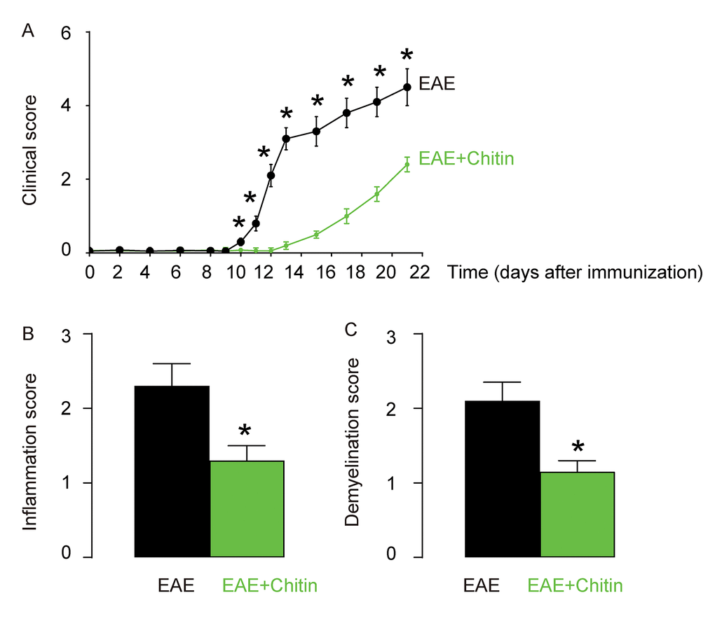 Chitin-induced M2 macrophage polarization reduces the severity of EAE. C57BL/6 mice were immunized with MOG35-55 in CFA to induce EAE. Some of the MOG35-55-treated mice were randomly selected to receive intraspinal injection of Chitin. The other MOG35-55-treated mice received intraspinal injection of same amount of DMSO as controls. The development and severity of clinical signs in the two groups of mice (EAE or EAE+Chitin) were monitored longitudinally till day 21 after immunization, when the mice were sacrificed to evaluate the pathological changes in the spinal cord. (A) The clinical score. (B) The inflammation score. (C) The demyelination score. *p