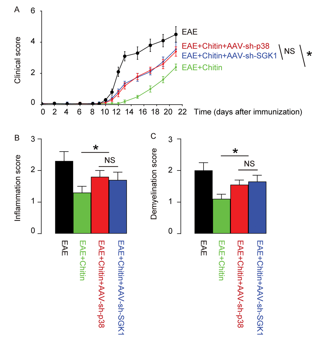 Treatment with AAV-sh-p38 or AAV-sh-SGK1 attenuates the effects of Chitin on the severity of EAE. MOG35-55 was used to immunize the mice to generate EAE model, and in vivo macrophage polarization was induced by Chitin injection. AAV-sh-p38 or AAV-sh-SGK1 was given to the mice through intraspinal injection. The development and severity of clinical signs in 4 groups of mice were monitored longitudinally till day 21 after immunization, when the mice were sacrificed to evaluate the pathological changes in the spinal cord. (A) The clinical score. (B) The inflammation score. (C) The demyelination score. *p