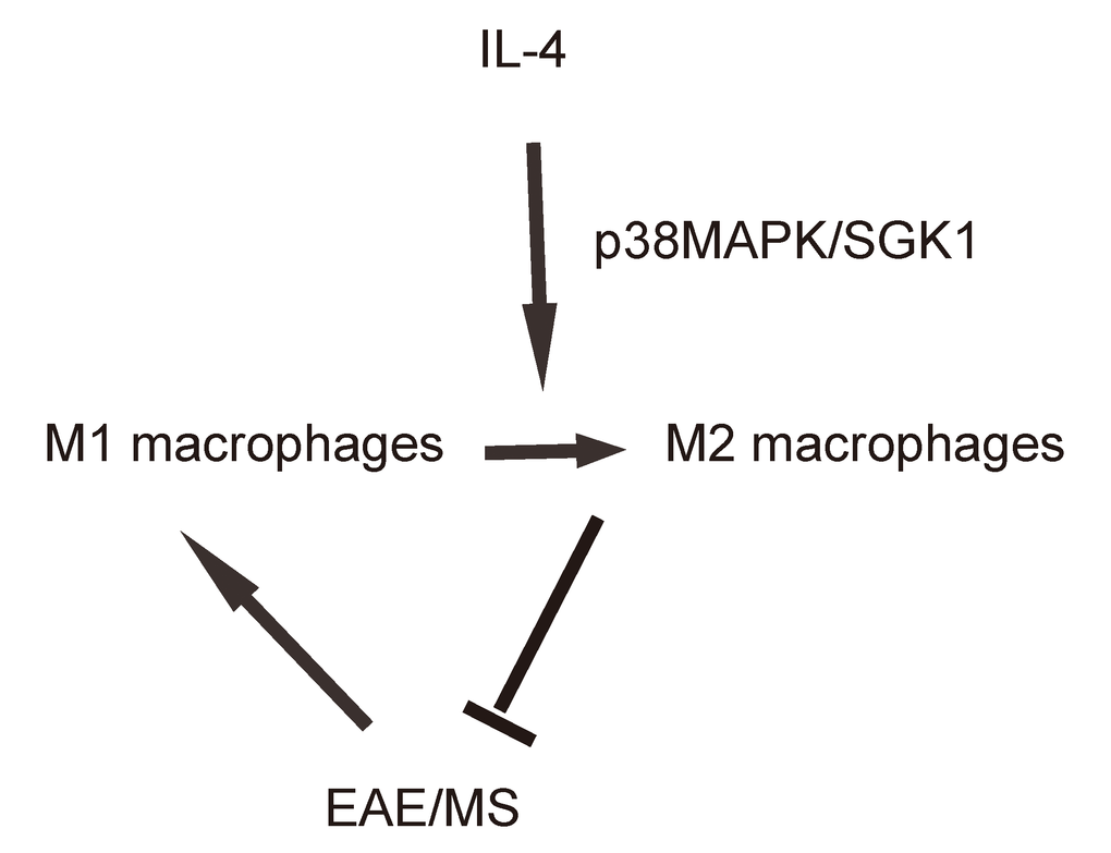 Schematic of the study. while M1 macrophages participate into the adverse pathogenesis in EAE, p38MAPK/SGK1 signaling induces M2 macrophage polarization, which reduces the severity of EAE.