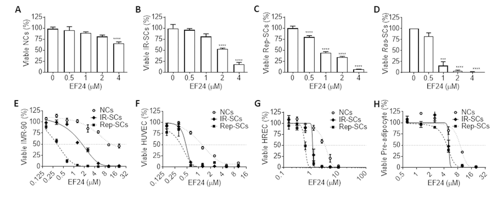 EF24 is a broad-spectrum senolytic agent. (A-D) Effect of EF24 on the viability of WI-38 non-senescent cells (NCs) (A), IR‐induced senescent cells (IR-SCs) (B), replication‐exhausted senescent cells (Rep‐SCs) (C), and Ras‐induced senescent cells (Ras‐SCs) (D) after the cells were treated with indicated concentrations of EF24 for 72 h. (E-H) Effect of EF24 on NCs, IR-SCs and Rep-SCs derived from IMR-90 fibroblasts (IMR-90) (E), human umbilical vein endothelial cells (HUVEC) (F), human renal epithelial cells (HREC) (G) and human pre-adipocytes (H) after they were treated with indicated concentrations of EF24 for 72 h. Data are represented as mean ± SEM of three independent assays. ***P 
