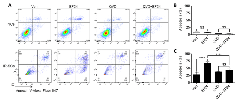 EF24 selectively induces apoptosis in SCs. (A) Representative flow cytometric plots of apoptosis assay. WI-38 non-senescent cells (NCs) and IR‐induced senescent cells (IR-SCs) were pretreated with vehicle (Veh) or 10 µM pan-caspase inhibitor Q‐VD‐Oph (QVD), and then treated with 2 µM EF24 for 72 h. Cell apoptosis was assayed by flow cytometer after Annexin-V and PI staining. (B) Percentage of apoptotic (PI- Annexin V+ and PI+ Annexin V+) NCs. (C) Percentage of apoptotic (PI- Annexin V+ and PI+ Annexin V+) IR‐SCs. Data are represented as mean ± SEM of three independent assays. ****P 