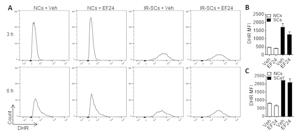 EF24 does not increase reactive oxygen species (ROS) production. (A) Representative flow cytometric plots of ROS assay. WI-38 NCs and IR‐SCs were treated with vehicle (Veh) or 2 µM EF24 for 3 h and 6 h. The levels of ROS in NCs and IR‐SCs were measured by flow cytometry after dihydrorhodamine 123 (DHR) staining. (B) and (C) ROS levels in NCs and IR-SCs after 3 h and 6 h treatment with 2 µM EF24, respectively, were presented as mean ± SEM (n = 3) of fluorescence intensity (MFI) of DHR.