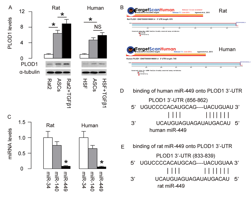MiR-449 is a PLOD1-targetting miRNA low expressed in ASCs. (A) PLOD1 protein levels were examined in rat and human ASCs by Western blotting. Rat2 and HSFs cells treated with/without TGFβ1 were used as controls. (B) Bioinformatics tools were used to find 3 PLOD1-targeting miRNAs (miR-34, miR-140 and miR-449) conserved in rat and human. (C) RT-qPCR for the 3 PLOD1-targeting miRNAs (miR-34, miR-140 and miR-449) in rat and human ASCs. (D-E) The binding sites of miR-449 on human (D) and rat (E) PLOD1 3’-UTR were shown. *p