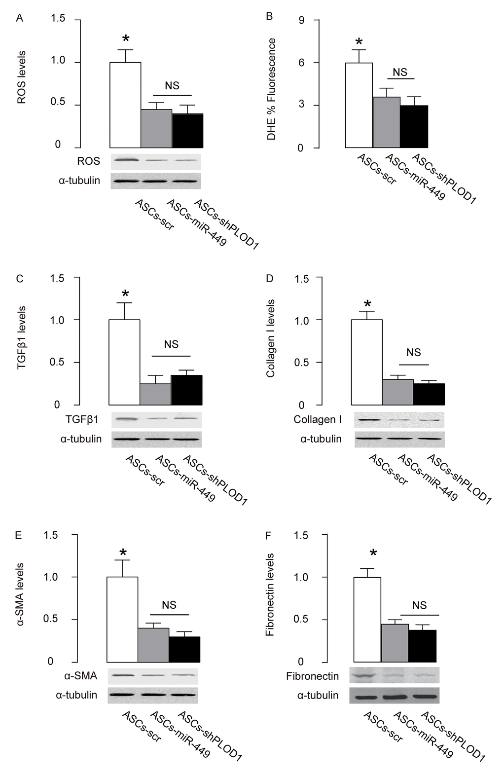 Mechanisms underlying the improved anti-fibrotic potential by PLOD1 suppression in ASCs. (A) Western blotting for ROS. (B) DHE assay. (C-F) Western blotting for TGFβ1 (C), Collagen I (D), α-SMA (E) and fibronectin (F), at the site of the skin injury. *p