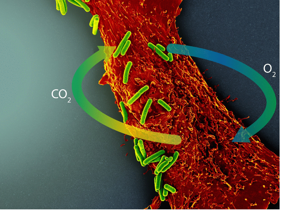 Photosynthetic Symbiotic Therapy Aging