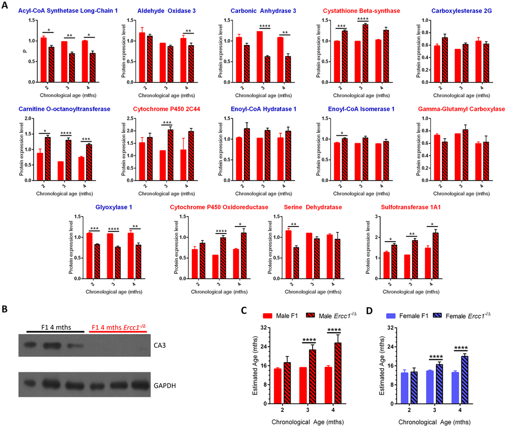 Using the age calculator to determine the biological age of progeroid Ercc1-/Δ mice. (A) Expression of the 14 proteins selected for the biological age calculator in male f1 Ercc1-/Δ mouse liver (hatched bars) compared to age-matched f1 male mice (solid red) at 3 ages. The proteins with blue titles decreased significantly in expression with chronological age of wild-type mice, while those with red titles increased significantly with aging in WT mice (Figure 2). Error bars show SEM. *ppppB) Immunoblot validation of reduced expression of carbonic anhydrase 3 in liver of progeroid Ercc1-/Δ mouse liver compared to wild-type littermates. Tissue samples were from mice distinct from the MS experiment, providing inter-experimental validation. (C) Estimated biological age of male f1 WT (red bars) and Ercc1-/Δ (hatched bars) mice at three ages (x-axis) compared to the age of male inbred mice (y-axis). (D) Estimated biological age of female f1 WT (blue bars) and Ercc1-/Δ (hatched bars) mice at three ages (x-axis) compared to the age of male inbred mice (y-axis). Significance testing for all panels using Student’s unpaired, equal variance t-test, error bars show SEM, ****p