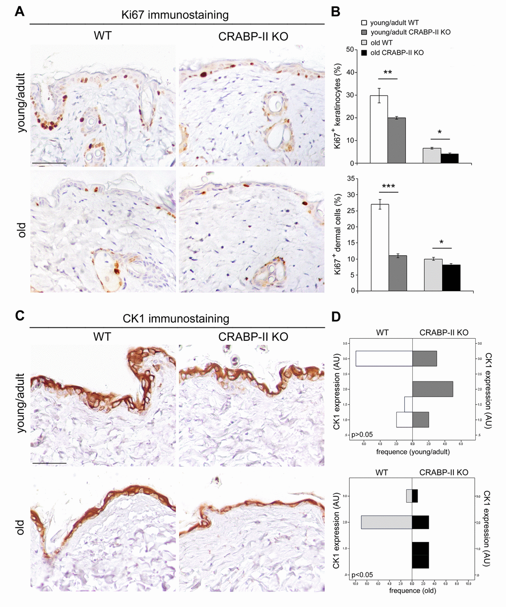 Epidermal proliferation and differentiation are reduced in CRABP-IIknock-out mice. (A) Representative images of Ki67 immunostaining of young/adult and old wild-type (WT) and CRABP-II knock-out (KO) skin. Scale bar: 50µm. (B) Bar graphs show semiquantitative evaluation of Ki67 positive epidermal keratinocytes and dermal cells (n=10 young/adult and n=10 old WT, n=10 young/adult and n=10 old CRABP-II KO). Values are mean ± SEM. t-Test: *, ** and *** indicate pppC) Representative images of cytokeratin 1 (CK1) immunostaining of young/adult and old WT and CRABP-II KO skin. Scale bar: 50µm. (D) Bar graphs showing the semiquantitative CK1 evaluation (n=10 young/adult and n=10 old WT, n=10 young/adult and n=10 old CRABP-II KO). Mann-Whitney’s U-test. Abbreviation: AU, arbitrary units.
