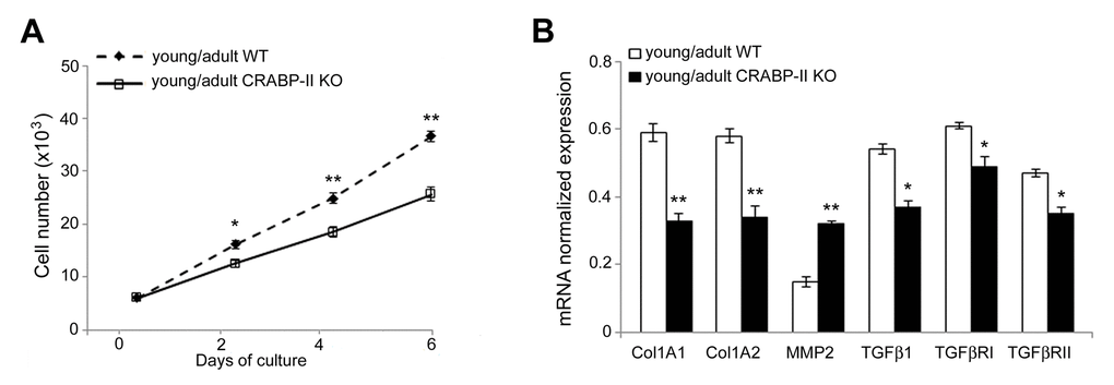 Proliferation rate and transcriptional profiling are altered in cultured dermal fibroblasts from CRABP-IIknock-out mice. (A) Growth curve of cultured dermal fibroblasts from young/adult wild-type (WT, n=3) and CRABP-II knock-out mice (KO, n=3). (B) Col1A1, Col1A2, MMP2, TGFβ1, TGFβ RI and TGFβ RII mRNA normalized expression in dermal fibroblasts from young/adult WT and CRABP-II KO. Values are group mean ± SEM. t-Test: * and ** indicate pp