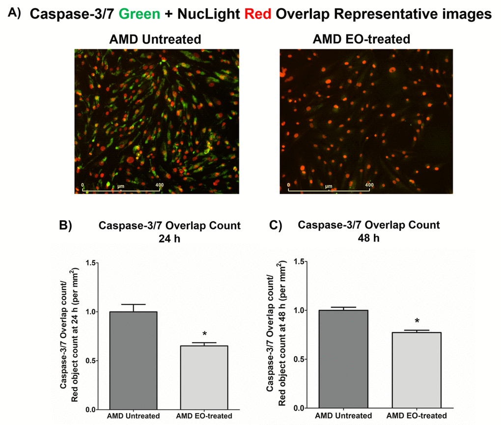 Effect of EO on Caspase-3/7 and NucLight staining. This figure shows representative IncuCyte live-cell images of untreated and EO-treated AMD cybrid cells stained with NucLight Red and Caspase-3/7 Green reagent (A) and quantitation graphs for Caspase-3/7 Green and NucLight Red staining at the 24 h (B) and 48 h (C) time points. * indicates p